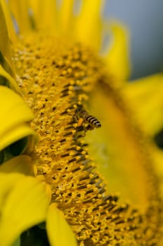 sunflower with bee