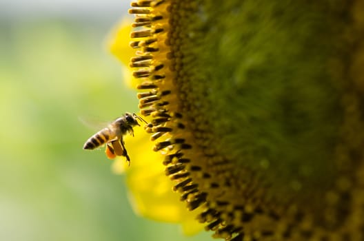 sunflower with bee