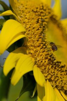 sunflower with bee