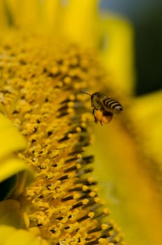 sunflower with bee