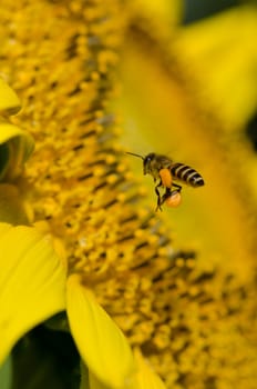 sunflower with bee