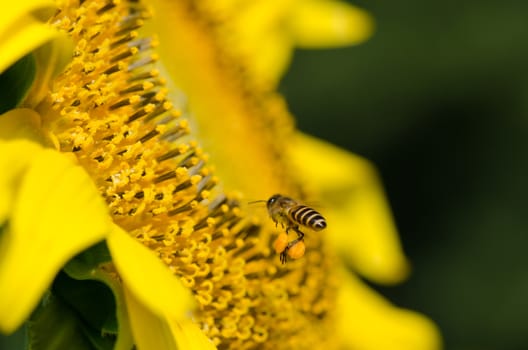 sunflower with bee