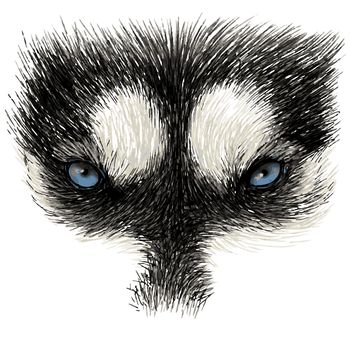 The eyes of Siberian Husky stare at you,  hand drawn isolated on white background