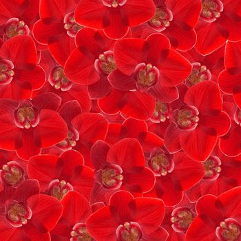 exotic red color orchid flower as floral background
