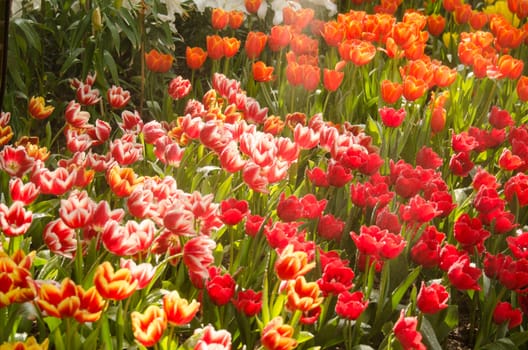 colourful Tulips or garden