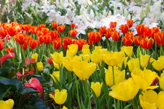 colourful Tulips or garden