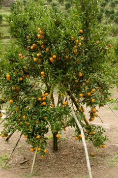 orange tree and fruit