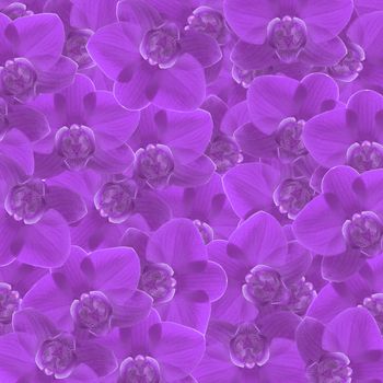 exotic purple color orchid flower as floral background
