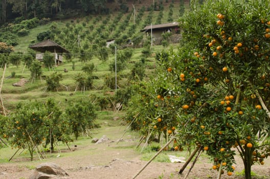 orange tree and fruit