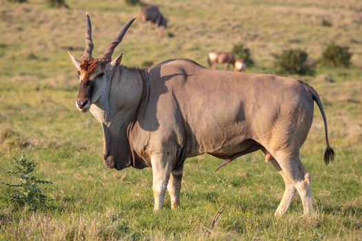 Huge male Eland antelope in breeding condition
