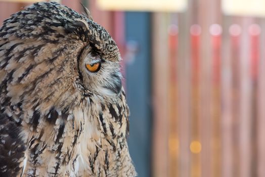 A profile of an owl that looks snobby or stuck-up.