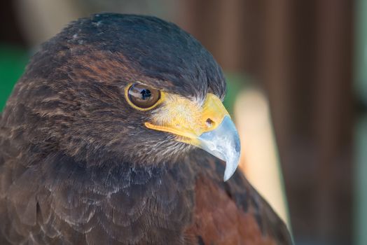A macro shot of the face of a Harris Hawk.