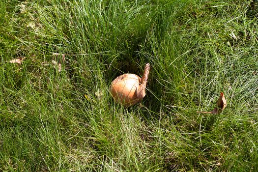 A brown apple in green grass
