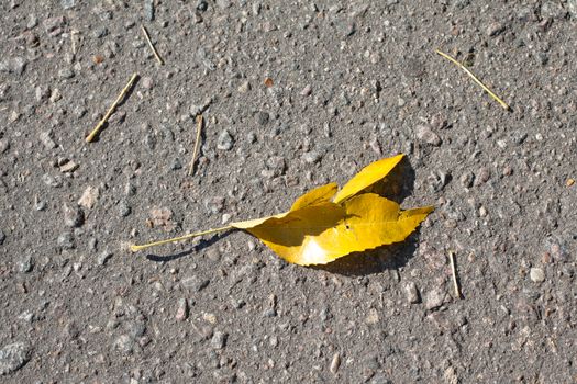 Yellow leaf on a grey background
