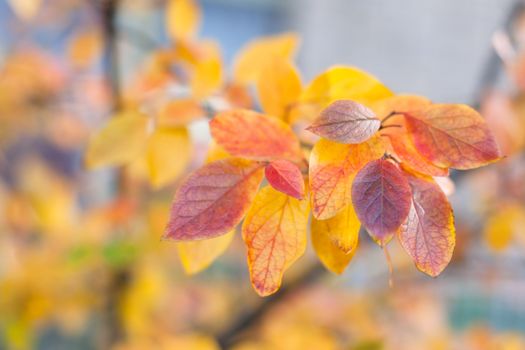 Several red and yellow  autumn leaves
