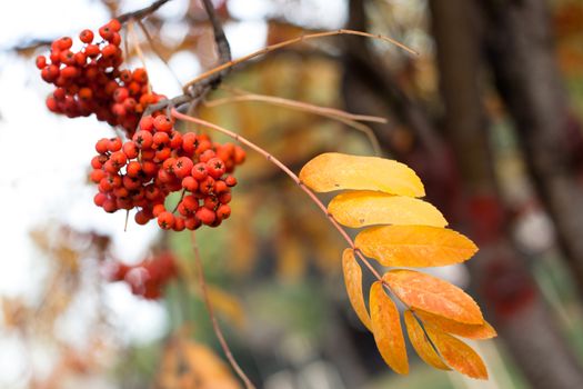 Red autumn berries and yellow and orange leaves
