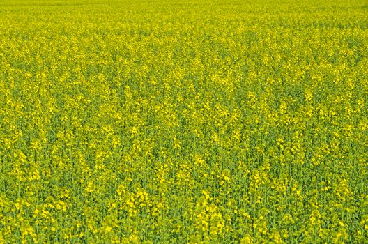 Field sown oilseed rape at the time of maximum flowering