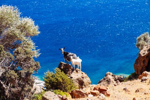Funny big and little goat standing on ocean coastline cliff, Milos island, Greece