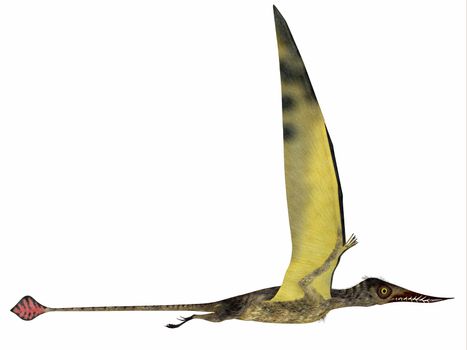 Rhamphorhynchus was a carnivorous pterosaur that lived in England, Tanzania, Spain and Germany during the Jurassic Periods.