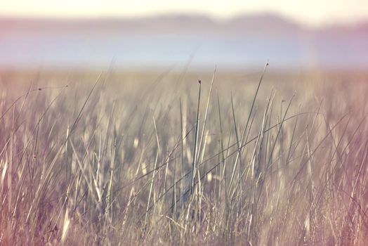 Peaceful view of grass meadow with water and clear sky in the background, blur effect and vintage hipster filter.