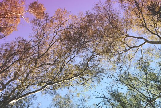 Branch trees and colorful sky view from below with vintage style filter effect. 