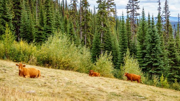 Cows grazing in the high alpine meadows of the Shuswap Highlands in central British Columbia