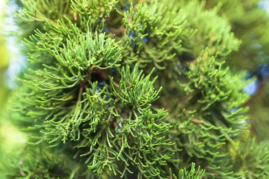 Background of Christmas tree branches . depth of field (DOF)