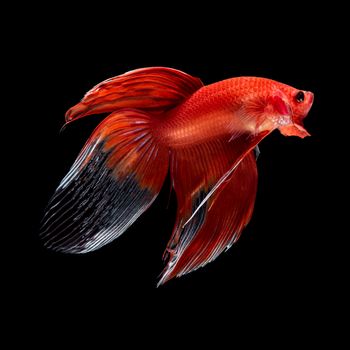 Red siamese fighting fish, betta fish, veil tail profile, on black background