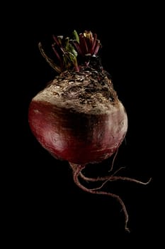 isolated flesh potato on pure black background