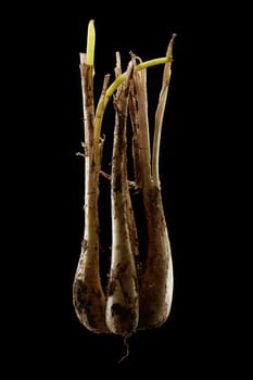 isolated flesh Shallots on pure black background