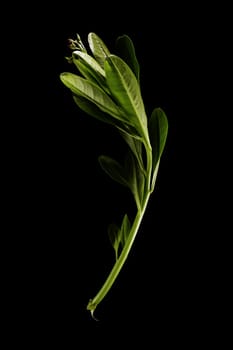 isolated flesh Japanese parsley on pure black background