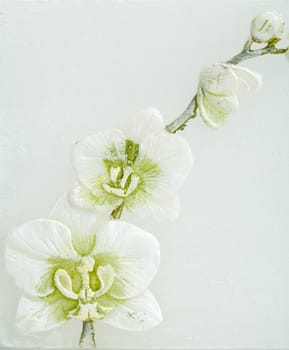 abstract spring background with flowers and space for text