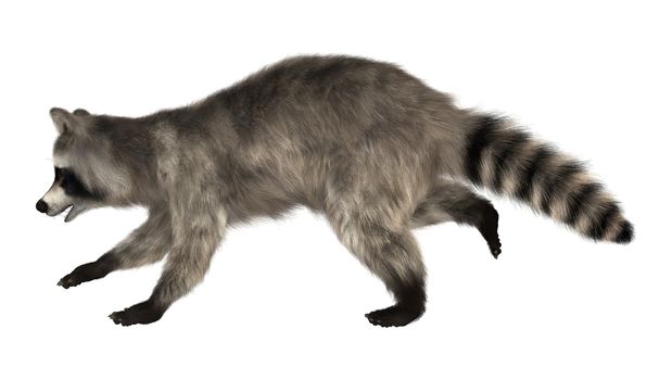 3D digital render of a raccoon running iisolated on white background