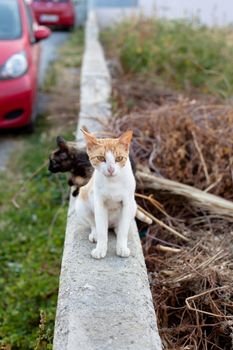 Small homeless cats on a yard 
