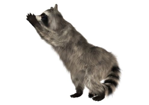3D digital render of a raccoon iisolated on white background