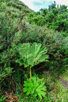 Giant leaves in the national park of Chiloe Island, Patagonia, Chile