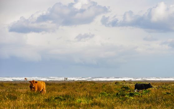 Cows standing close to the shore, Chiloe Island, Patagonia, Chile