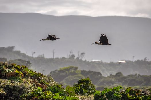 Birds flying over the field, Chiloe Island, Patagonia, Chile