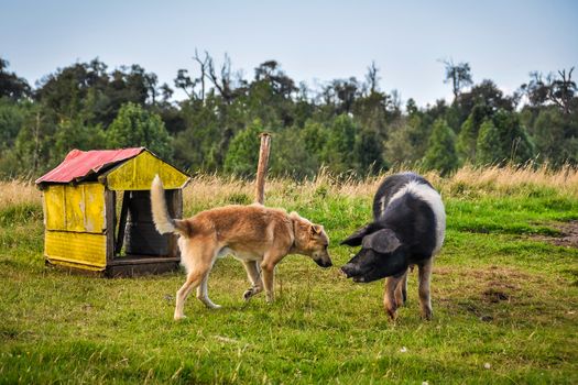 Pig and dog having a good time in a small village, Chiloe Island, Patagonia, Chile