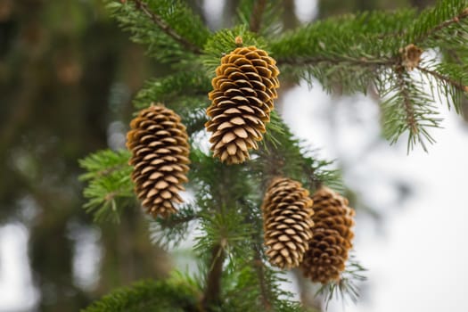 The photograph shows the cones on the Christmas tree