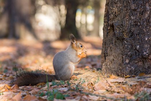 The photograph shows a squirrel in autumn leaves