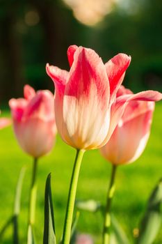 The photo shows flowers tulips