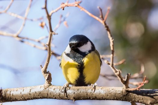 Tit sitting on a branch, waiting until it mounds of seeds.