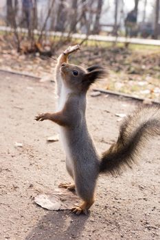 squirrel standing on his hind legs and pulls paw up