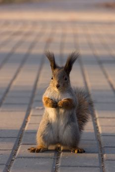Squirrel sits on the tarmac waiting for nuts.