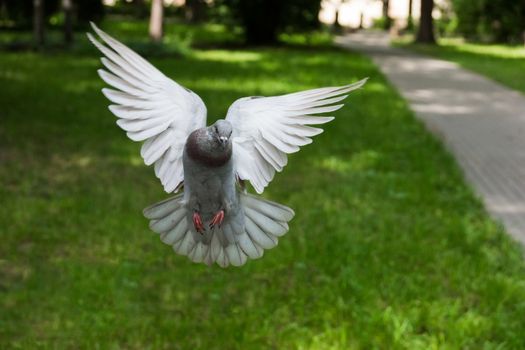 The picture shows the bird dove in flight.