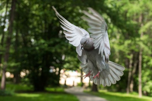 The picture shows the bird dove in flight.
