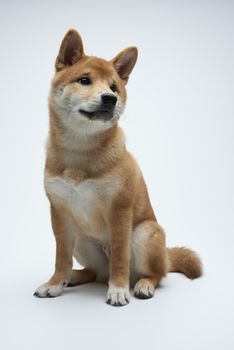 Cute Shiba Inu puppy sittiong on white background