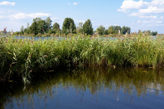 A summer lake landscape with grass and trees
