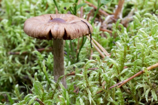 Mushroom Close Up by Moss close up macro image.